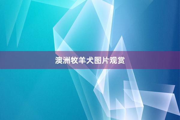 澳洲牧羊犬图片观赏
