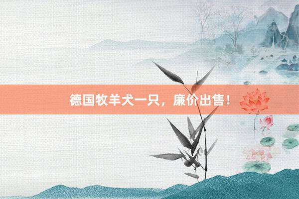 德国牧羊犬一只，廉价出售！